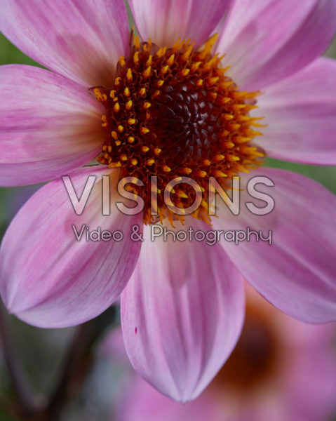 Dahlia Dahlegria® Lilac Pink Dahlia Dahlegria® Lilac Pink