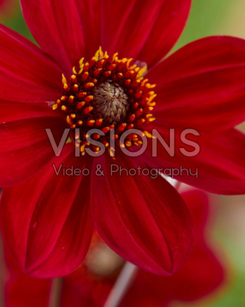 Dahlia Dahlegria® Red Dahlia Dahlegria® Red