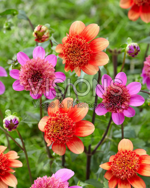 Anemoonbloemige dahlia combinatie Anemoonbloemige dahlia combinatie