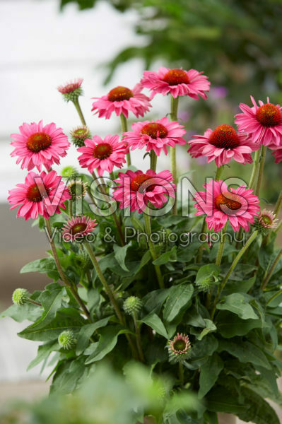 Echinacea SunSeekers Magenta Echinacea SunSeekers Magenta