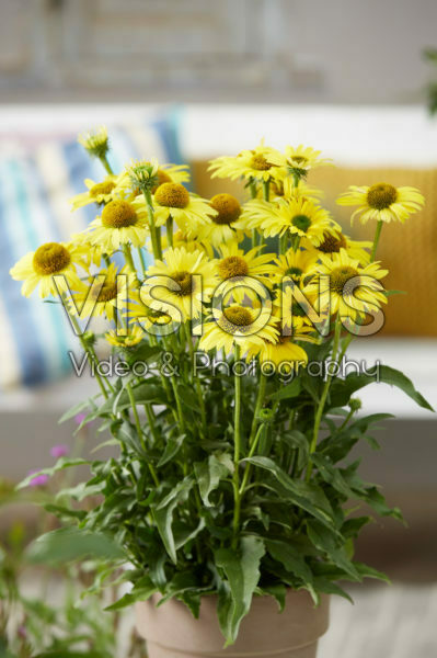 Echinacea SunSeekers Yellow