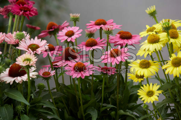 Echinacea SunSeekers collection