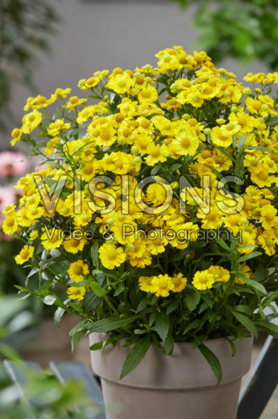 Helenium yellow