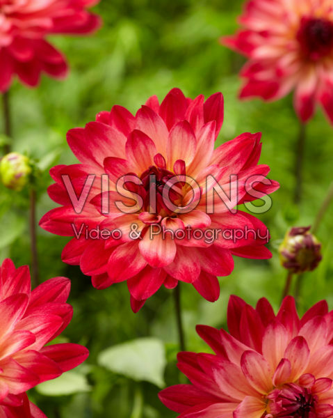 Dahlia Ekaterina Dahlia Ekaterina