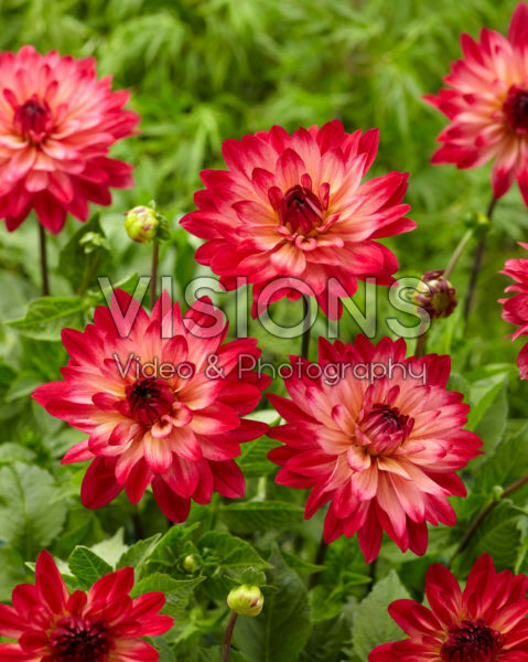 Dahlia Ekaterina Dahlia Ekaterina