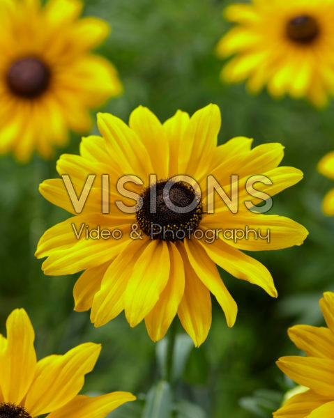 Rudbeckia Big SmileyZ™ Luck