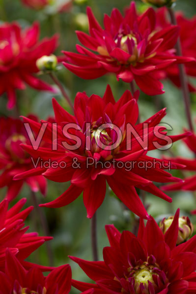 Dahlia Karma Purple Corona ® Dahlia Karma Purple Corona ®