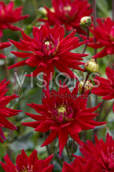 Dahlia Karma Purple Corona ® Dahlia Karma Purple Corona ®