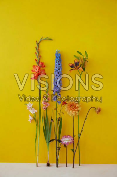 Contemporary summer flower series Contemporary summer flower series