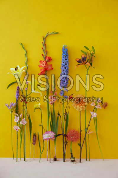 Contemporary summer flower series