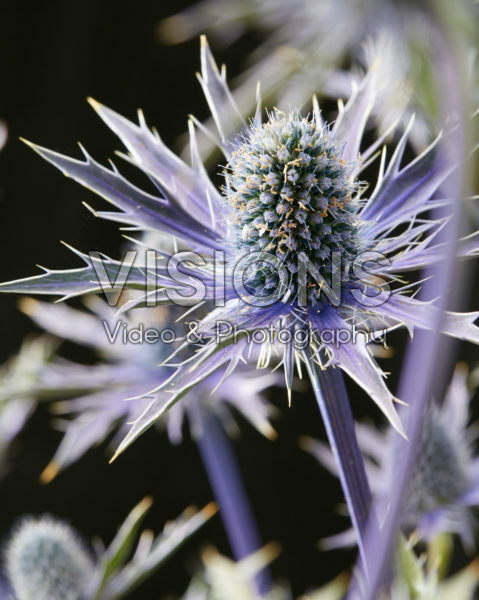 Eryngium x zabelii Big Blue