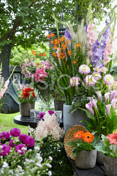 Summer flower collection