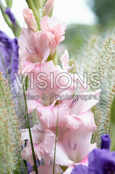 Gladiolus pink