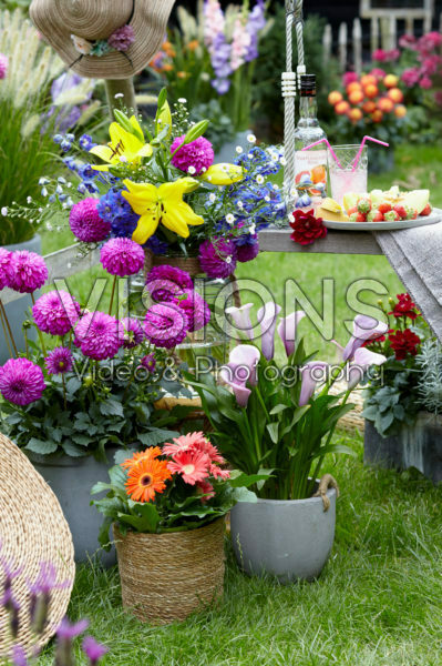 Summer flower collection