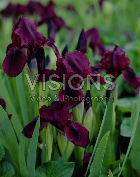 Iris pumila Pastel Charme