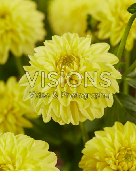Dahlia Golden Eye Dahlia Golden Eye