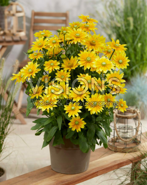 Rudbeckia hirta Lemon SmileyZ™ Rudbeckia hirta Lemon SmileyZ™