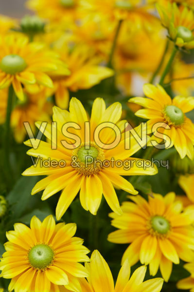 Rudbeckia hirta Lemon SmileyZ™ Rudbeckia hirta Lemon SmileyZ™
