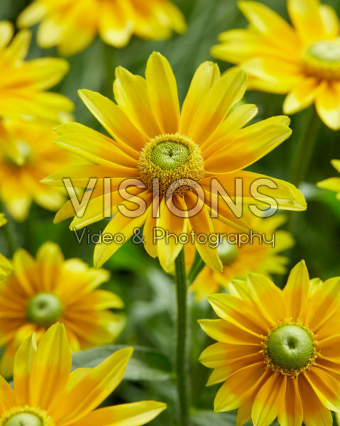 Rudbeckia hirta Lemon SmileyZ™ Rudbeckia hirta Lemon SmileyZ™