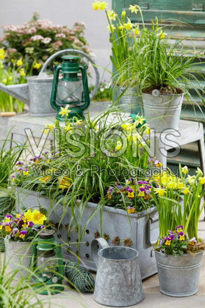 Carex EverColor® Everlime Carex EverColor® Everlime
