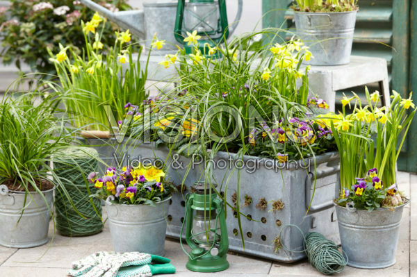 Carex EverColor® Everlime Carex EverColor® Everlime