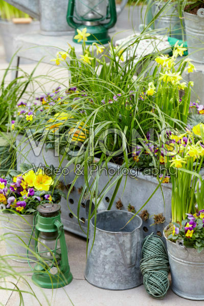 Carex EverColor® Everlime Carex EverColor® Everlime