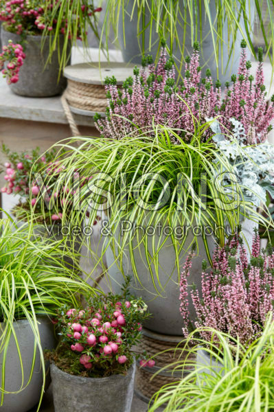 Carex EverColor® Eversheen Carex EverColor® Eversheen