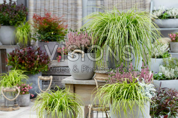 Carex EverColor® Eversheen Carex EverColor® Eversheen