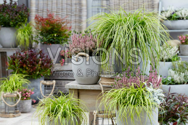 Carex EverColor® Eversheen