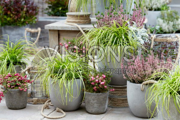 Carex EverColor® Eversheen Carex EverColor® Eversheen