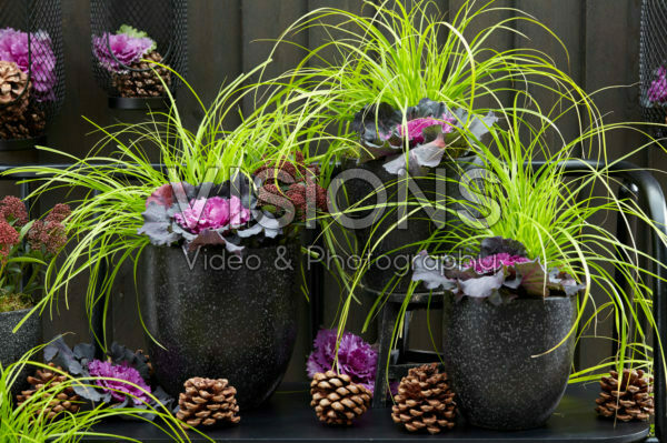 Carex EverColor® Everillo Carex EverColor® Everillo