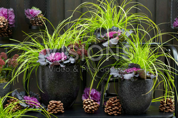 Carex EverColor® Everillo