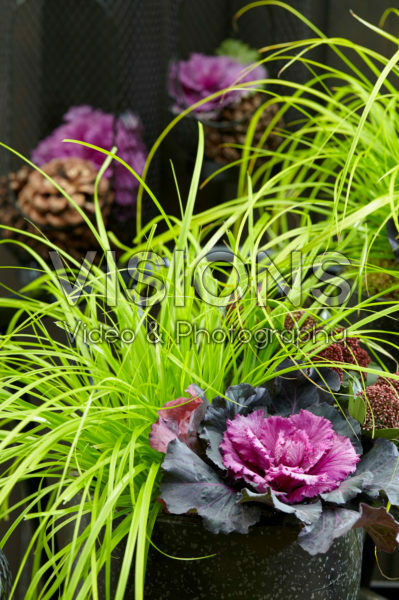 Carex EverColor® Everillo Carex EverColor® Everillo