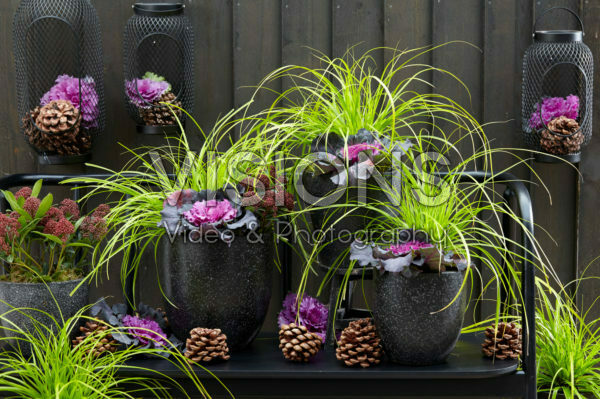 Carex EverColor® Everillo Carex EverColor® Everillo