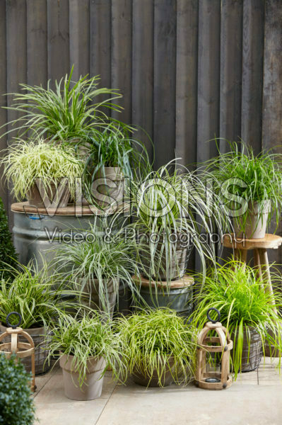 Carex collection