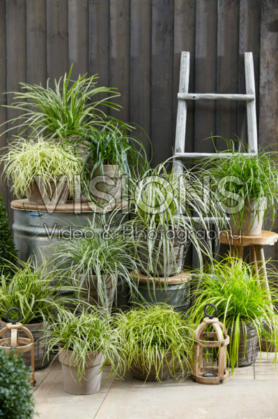 Carex collection