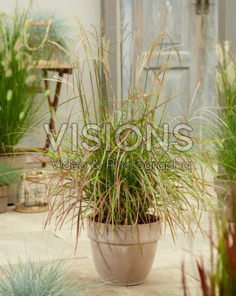 Miscanthus sinensis Ruby Cute Miscanthus sinensis Ruby Cute