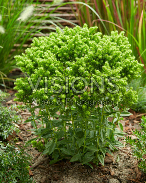 Phlox Green Lion Phlox Green Lion