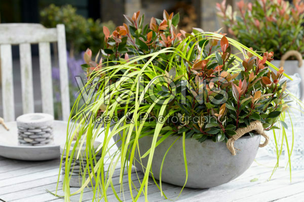 Photinia x fraseri Chico, Carex EverColor® Everillo Photinia x fraseri Chico, Carex EverColor® Everillo