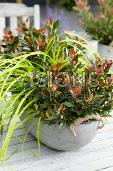 Photinia x fraseri Chico, Carex EverColor® Everillo Photinia x fraseri Chico, Carex EverColor® Everillo