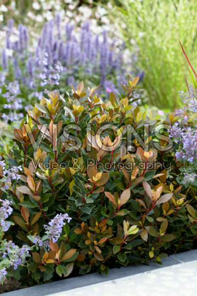 Photinia x fraseri Chico Photinia x fraseri Chico