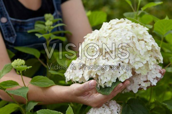 Hydrangea arborescens Candybelle® Marshmallow Hydrangea arborescens Candybelle® Marshmallow