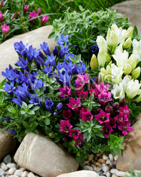 Gentiana Ashiro™ collection Gentiana Ashiro™ collection