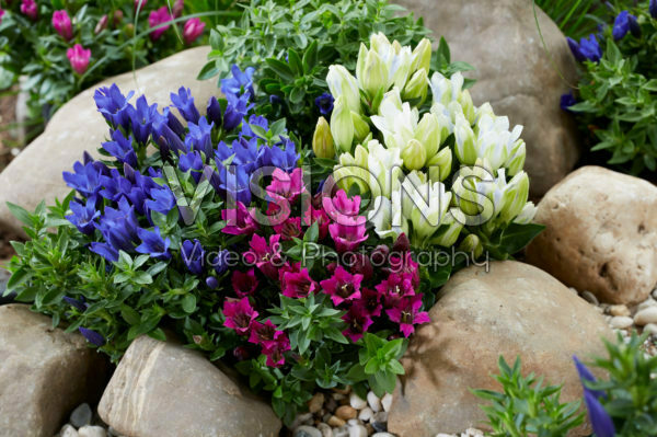 Gentiana Ashiro™ collectie Gentiana Ashiro™ collectie
