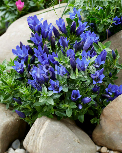 Gentiana Shine Blue Ashiro™ Gentiana Shine Blue Ashiro™
