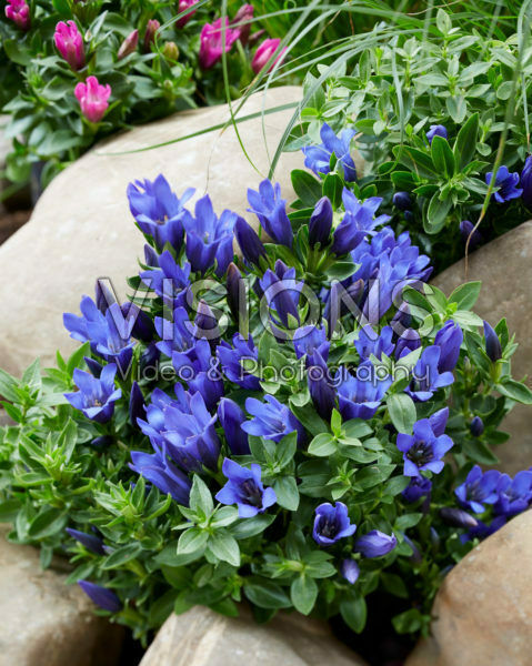 Gentiana Shine Blue Ashiro™ Gentiana Shine Blue Ashiro™