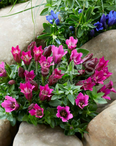 Gentiana Lipstick Ashiro™ Gentiana Lipstick Ashiro™