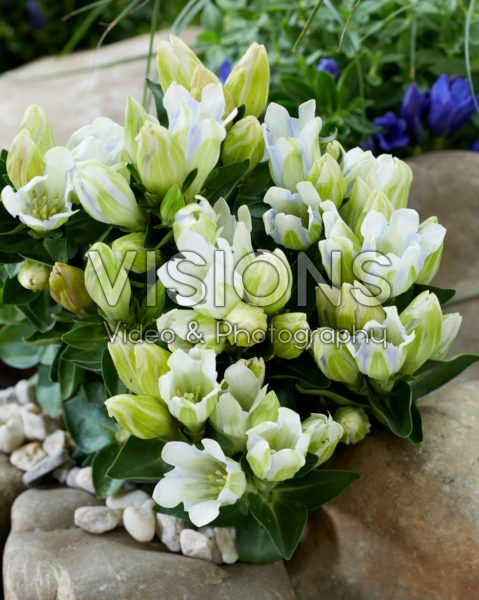 Gentiana Crystal Ashiro™ Gentiana Crystal Ashiro™