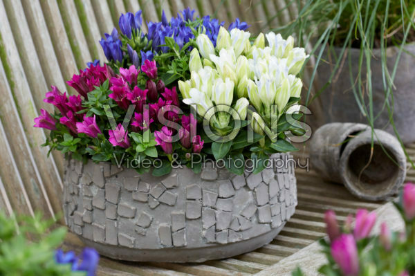 Gentiana Ashiro™ collectie Gentiana Ashiro™ collectie
