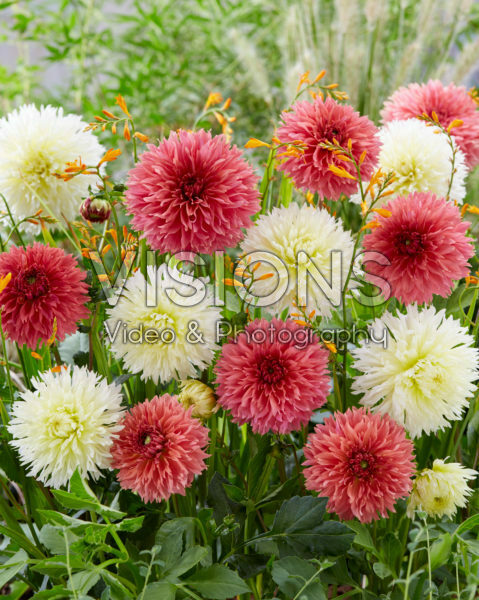Dahlia Orange Fubuki, Ice Crystal Dahlia Orange Fubuki, Ice Crystal